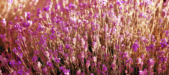 Banner with lavender blooming on the field on a summer day. Macro. Close-up. Background of lavender at sunset. Summer concept.