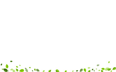 Fototapeta premium Lime Leaves Transparent Vector Border. Tea Greens 