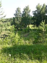 forest