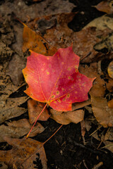 A red maple leaf on the ground, shot at autumn time.