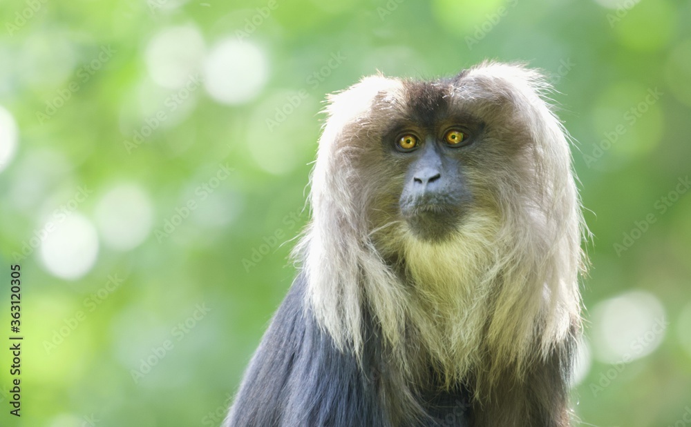 Sticker Selective focus shot of a macaque outdoors during daylight