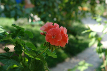 Pelargonium x hortorum (zonal or garden geranium) with bright salmon-pink flowers in the shady garden, close up, natural blurred background