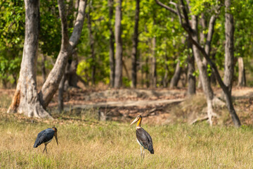Obraz na płótnie Canvas Lesser adjutant stork or Leptoptilos javanicus at bandhavgarh national park or tiger reserve madhya pradesh india