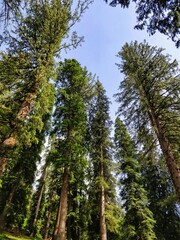 Epic Pine Forest on Humpta pass trek in Indian Himalayan Mountains.
