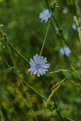 blue chicory flower in the field