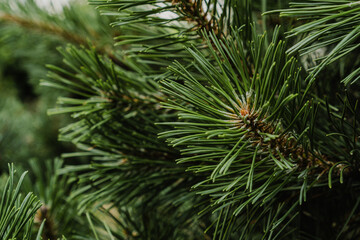 green light on a Christmas tree in summer