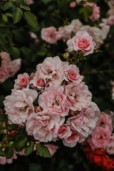 faded pink bush roses in the garden