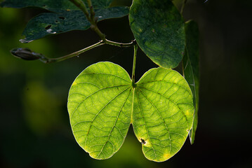 Back light leaf in park