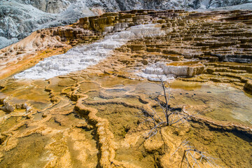 The mammoth hot spring in Yellowstone National Park, Wyoming.