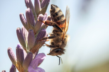 Honigbiene sammelt Nektar von einer Lavendel-Blüte