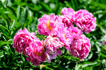 Fototapeta premium Bush with many large delicate vivid pink peony flowers in a British cottage style garden in a sunny spring day, beautiful outdoor floral background photographed with selective focus.