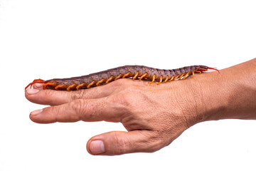 The centipede is a poisonous animal. It has many legs.
