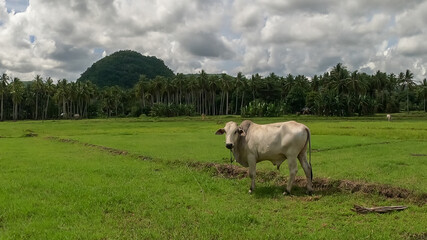 rice field on the tropical island of Bohol