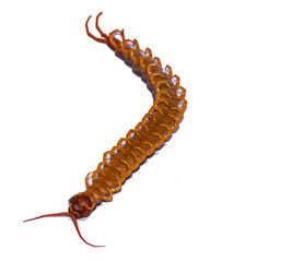 The centipede is a poisonous animal. It has many legs.