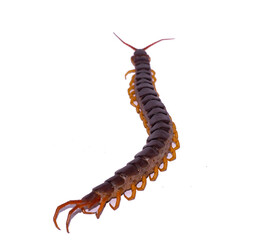 The centipede is a poisonous animal. It has many legs.