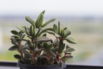 Small green succulent plant at the white window with blur nature background. Flowerpot with crassula falcata.