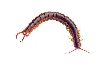 The centipede is a poisonous animal. It has many legs.