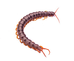 The centipede is a poisonous animal. It has many legs.