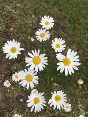 daisies in a garden