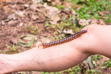 The centipede is a poisonous animal. It has many legs.