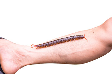 The centipede is a poisonous animal. It has many legs.