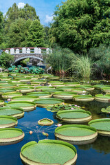 オニバスで埋め尽くされる 水生植物公園みずの森 Wall Mural Hitoshi オニバスで埋め尽くされる 水生植物公園みずの森 Wall Mural Hitoshi