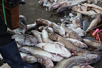 한국 경상북도 포항시 죽도시장.죽도해수욕장 입니다