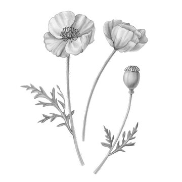 Red poppy hand drawn pencil illustration isolated on white with clipping path
