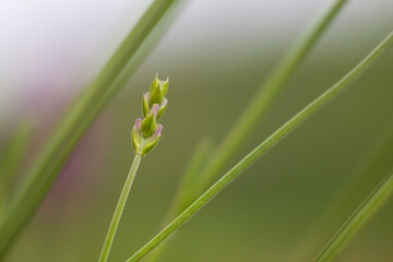 Junge Lavendel-Knospe