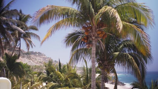 Coconut trees stand tall at Cabo San lucas beach. Blowing in the wind. 