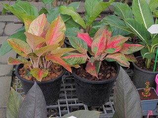 view of Croton, Variegated Laurel, Garden Croton (Codiaeum variegatum (L.) Rumph. ex A.Juss.)...
