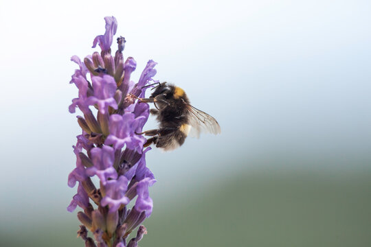 Hummel sammelt Nektar von einer Lavendel-Bl&uuml;te