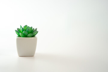 Small cute plant minimal style on white background.