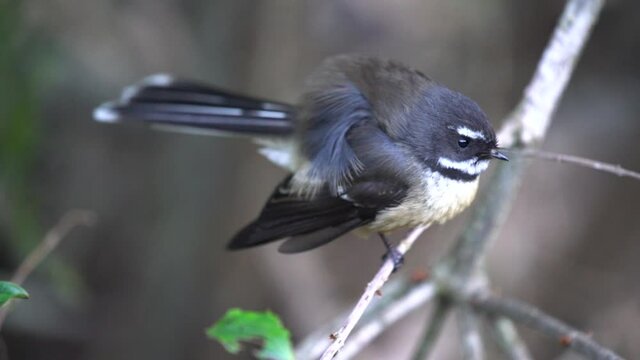 A Fantail bird also known as a Piwakawaka in New Zealand pruning in slow motion and then flying away