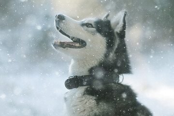 husky with multi-colored eyes eats snow on a walk, portrait of a dog in winter © kichigin19