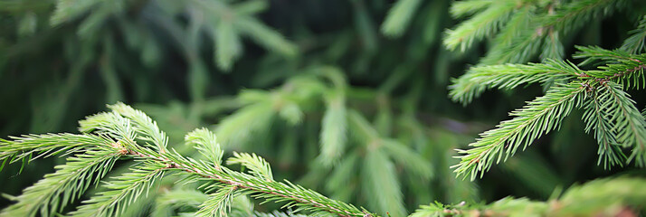 green spruce branches background abstract