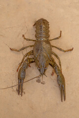 crayfish lying on the ground closeup top view