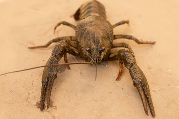 brown crayfish lying on the ground close-up