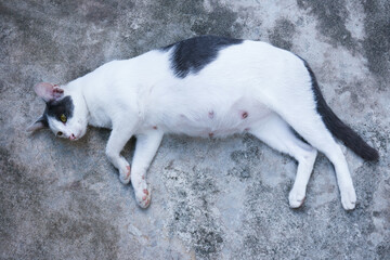 Naklejka na ściany i meble Beautiful Pregnant cat sprawled on the ground