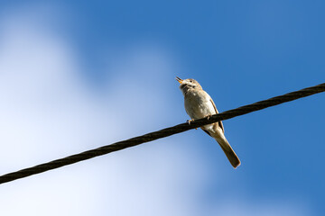 Common Whitethroat (Sylvia communis) perched on a telephone wire