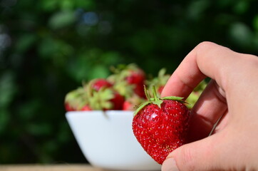 Obraz premium A close up of a Girl's hands holding a bunch of red fresh strawberries from the garden.
