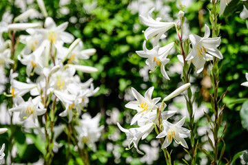 Many large delicate white flowers of Lilium or Lily plant in a British cottage style garden in a sunny summer day, beautiful outdoor floral background photographed with soft focus.