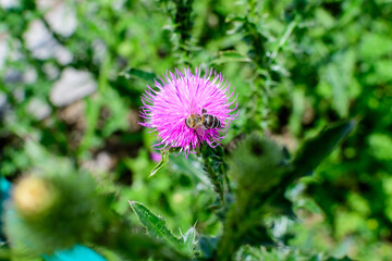 Delicate pink and purple flowers of Carduus nutans plant, commonly known as musk or nodding plumeless thistle, in a garden in a sunny summer day, national flower and symbol of Scotland, United Kingdom