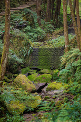 freshness green scenery on mountain