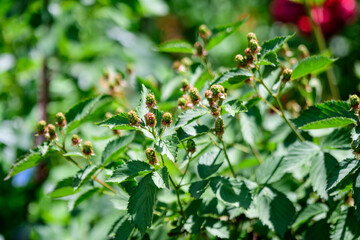 Obraz na płótnie Canvas Many delicate small green fruits on large blackberry bush in direct sunlight towards clear blue sky, in a garden in a sunny summer day, beautiful outdoor floral background photographed with soft focus