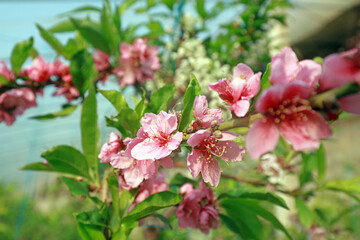 Obraz premium Peach blossoms in the greenhouse