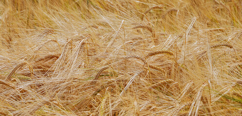 Golden wheat field with cloudy sky in background.