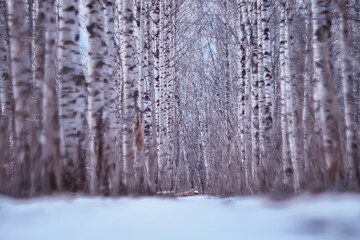 Fototapeta premium March birch forest, abstract blurred landscape in the forest