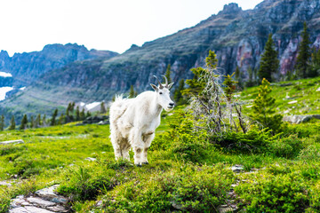A wild mountain goat standing in the meadows of Glacier National Park, in Montana.