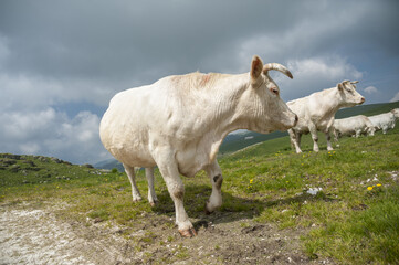 white goat in the mountains